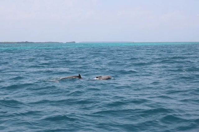 Panama City Beach Dolphin and Snorkeling Tours