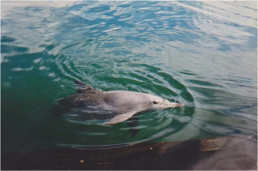 Dolphin and Snorkeling Tours Panama City