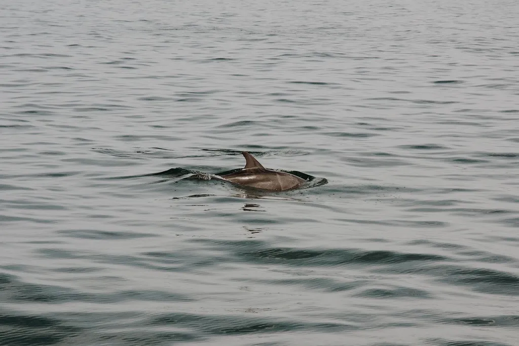 Dolphin and Snorkeling Tours 30A Florida